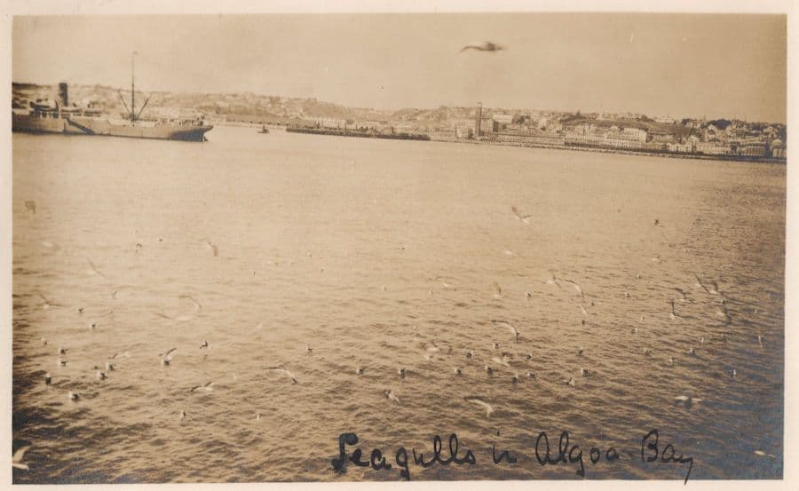 Seagulls Birds in Algoo Bay South Africa Rare Private Old Postcard
