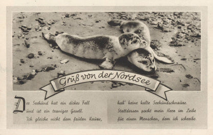 Sealion German Walrus Sealife Antique WW2 Greetings Postcard