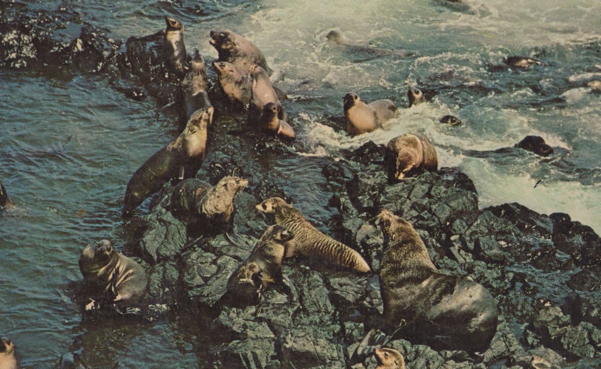 Seals On Philip Island Australia Vintage Postcard