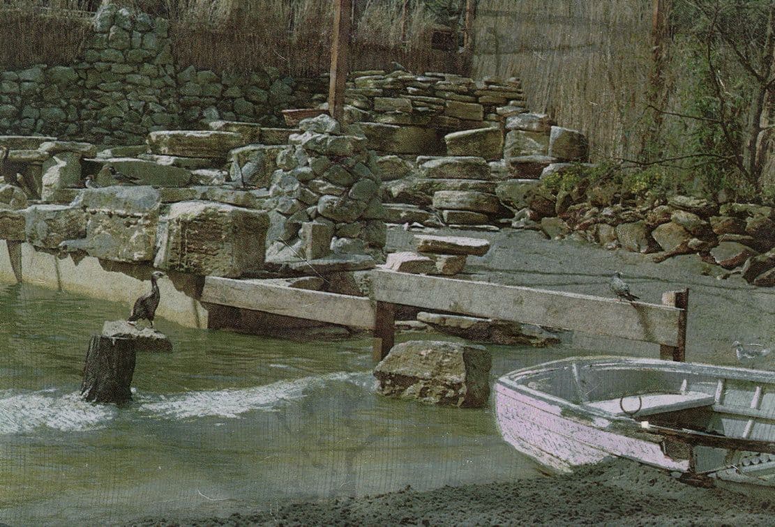 Seashore Walk Bird Farnham Surrey Birdworld Rare Metallic Postcard