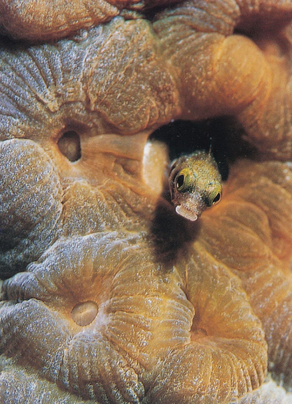 Secretary Blenny at Bonaire in Caribbean Postcard