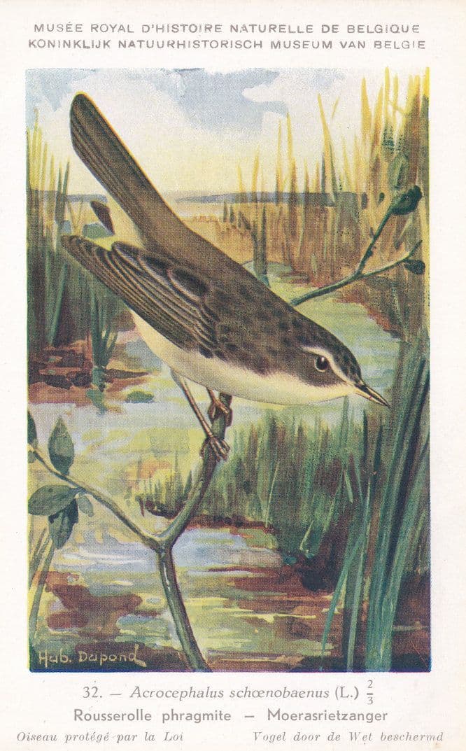 Sedge Warbler Acrocephalus Schoenobaenus Vintage WW2 Bird Rare Postcard