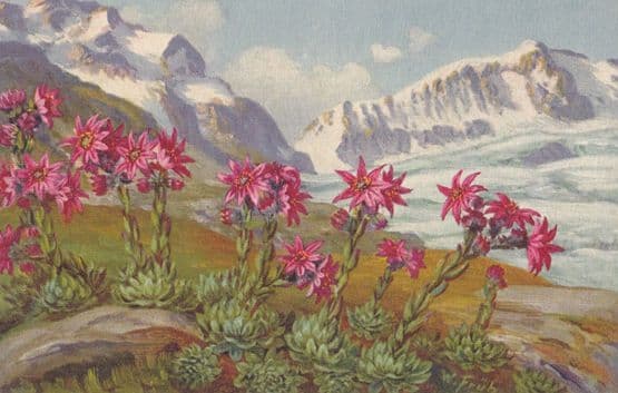 Sempervivum Montanum Vintage Flower Postcard