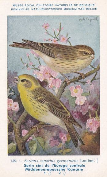 Serinus Canarius Fringillidae Finch Old WW2 Bird Rare Postcard