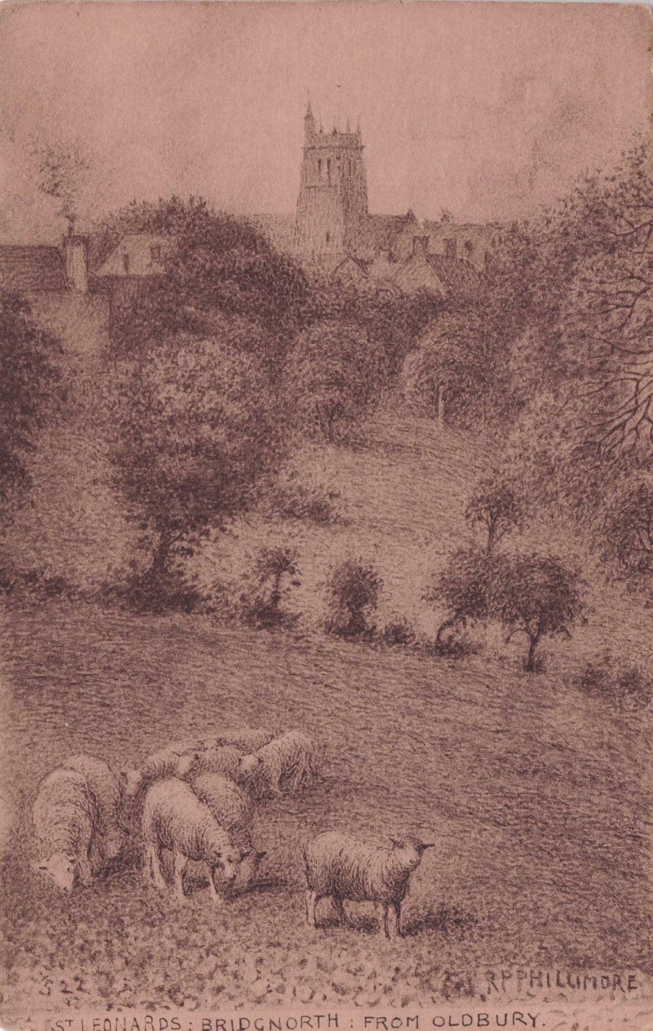 Sheep at St Leonard's Bridgnorth From Oldbury Phillimore Postcard