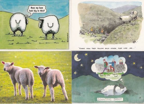 Sheep Talking Does My Bum Look Big In This Counting 4x Comic Humour Postcard s