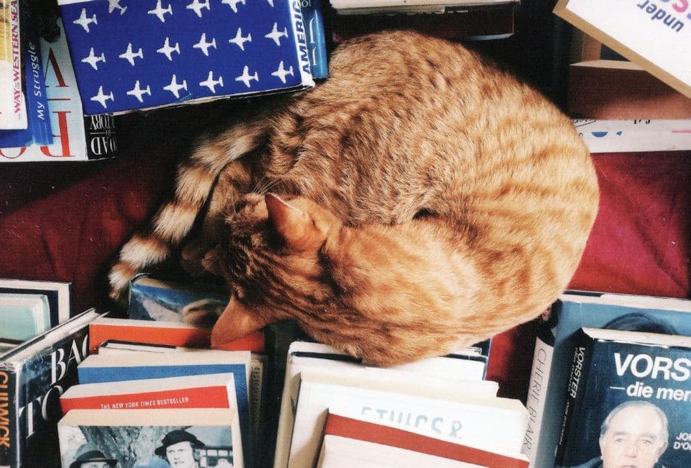 Shop Cat at Bikini Beach Books Bookstore Cape Town South African Postcard