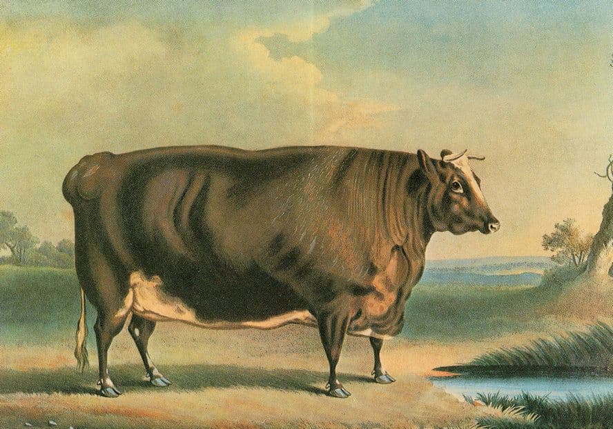 Short Horned Heifer Rutland Reared Victorian Agriculture Show Postcard