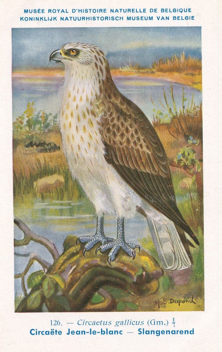 Short Toed Snake Eagle Circaetus Gallicus WW2 Rare Bird Postcard