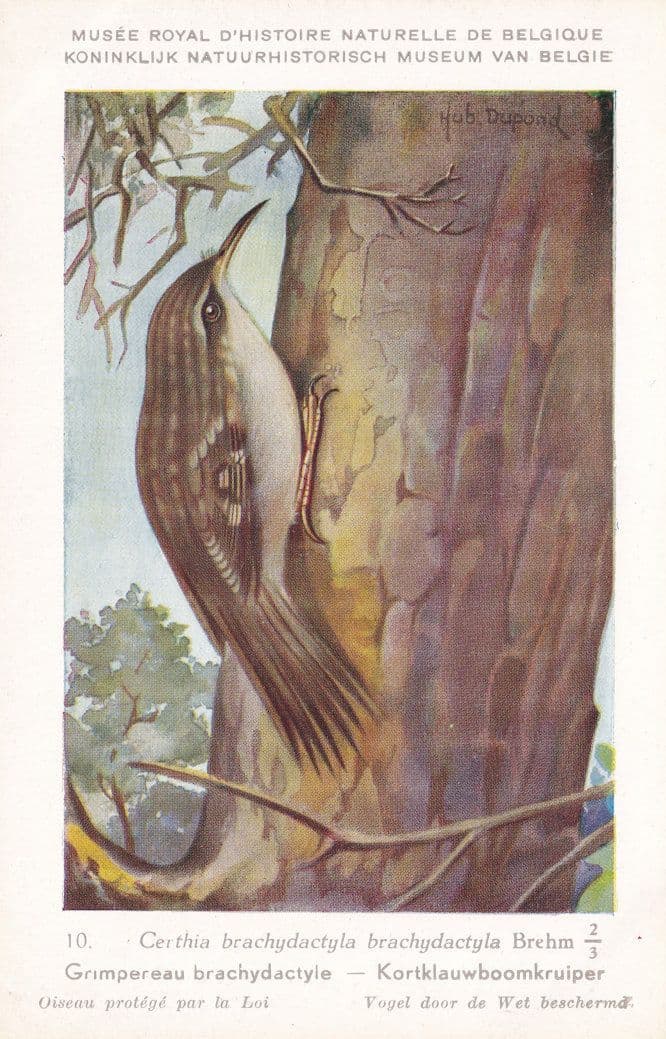 Short Toed Treecreeper Certhia Brachydactyla Rare WW2 Bird Postcard