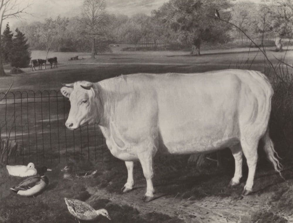 Shorthorn Heifer Cow Painting For Queen Victoria Postcard