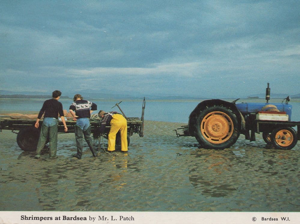 Shrimp Fishing Shrimping at Bardsea Cumbria Postcard