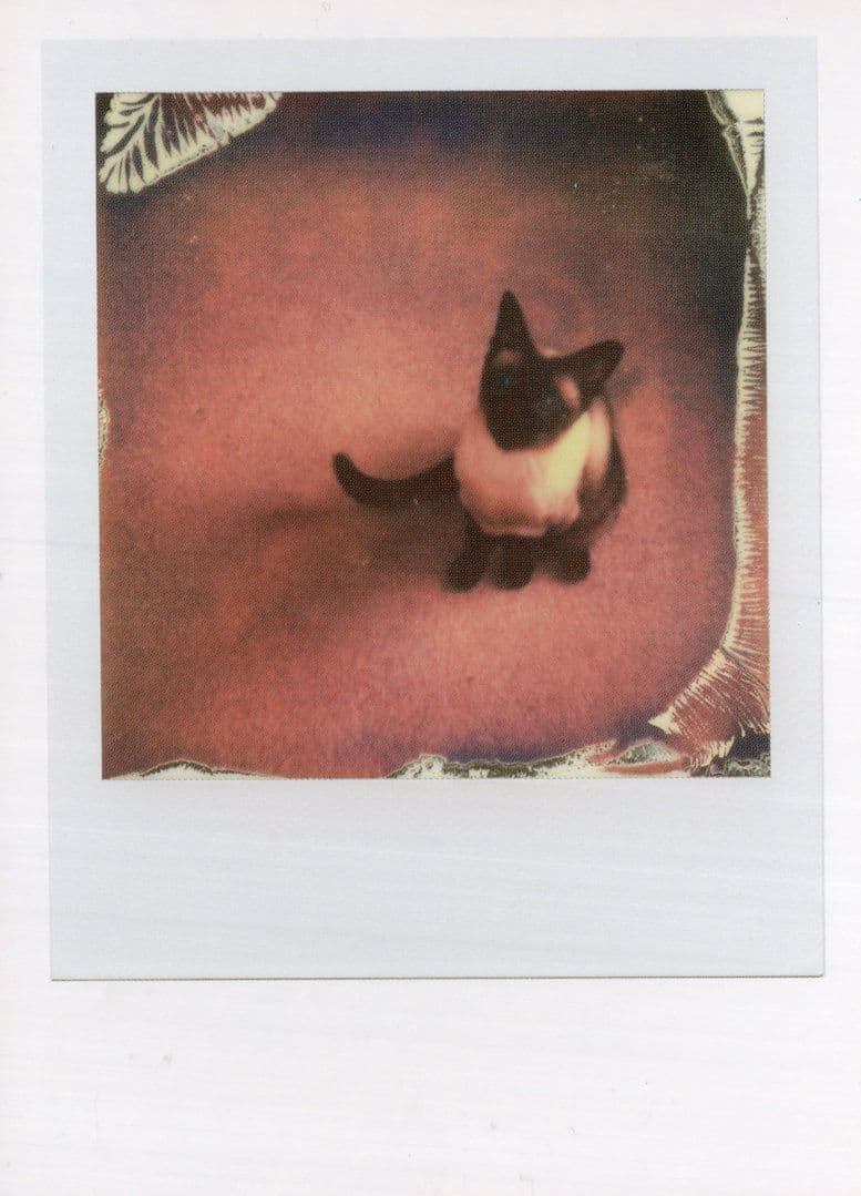 Siamese Cat Kitten Award Analogue Camera Film Photo Postcard