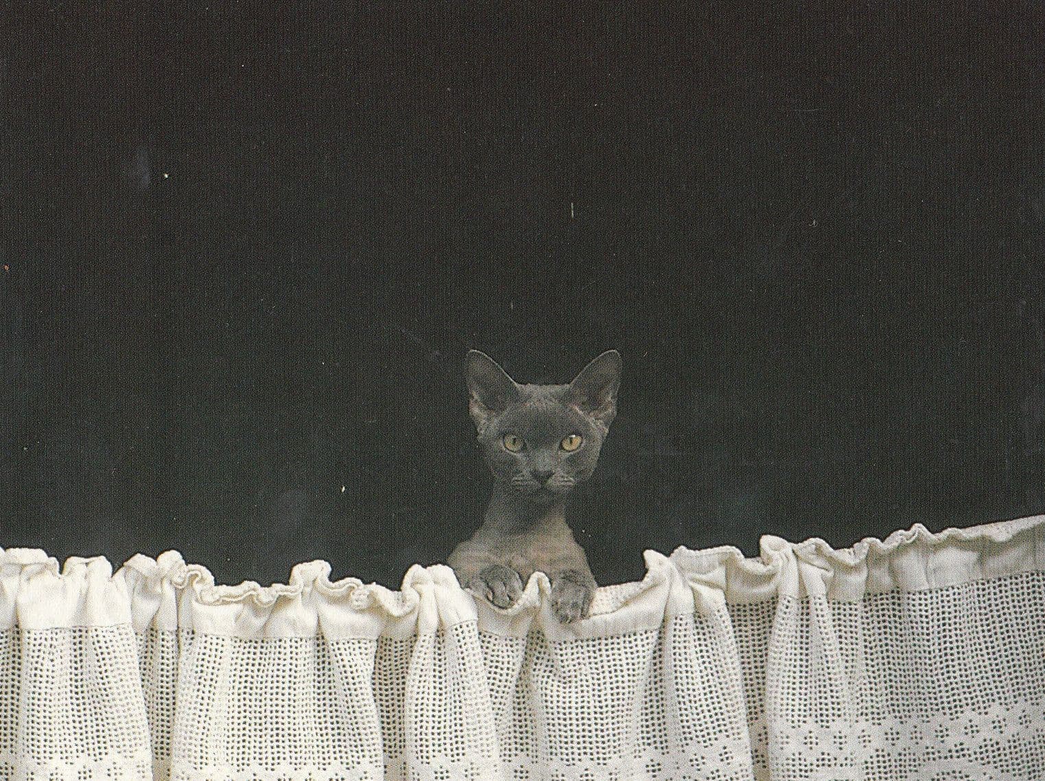 Siamese Kitten Peeping Over Curtains Postcard