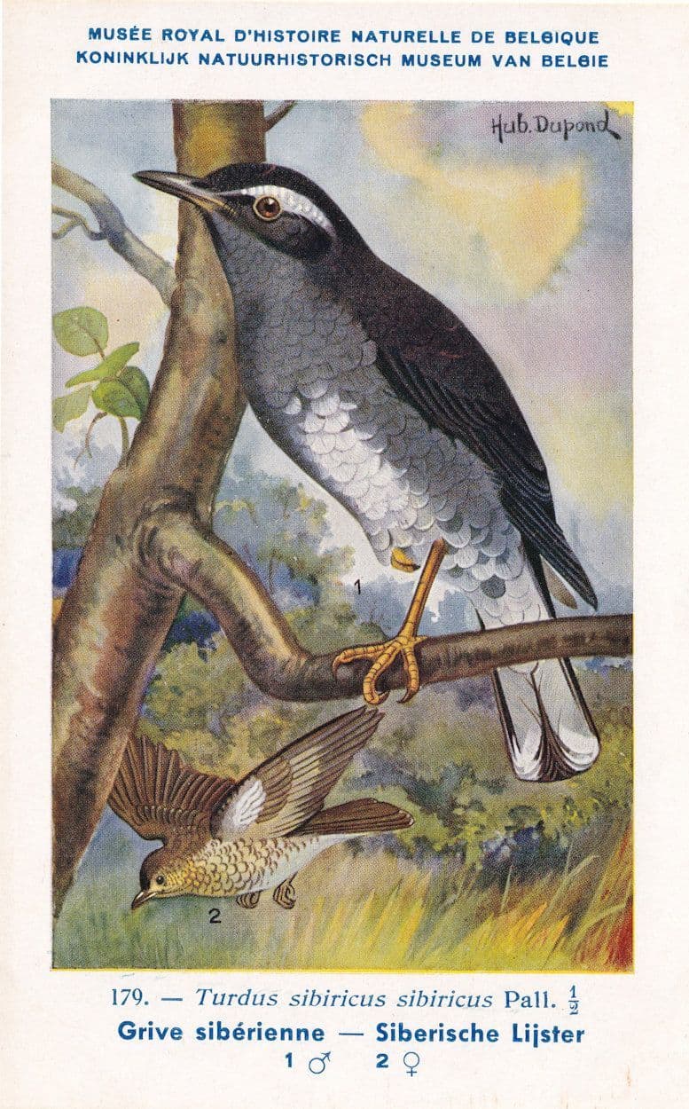 Siberian Thrush Turdus Sibiricus Bird WW2 Rare Postcard