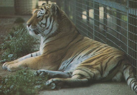Siberian Tiger at Colchester Essex Zoo Postcard