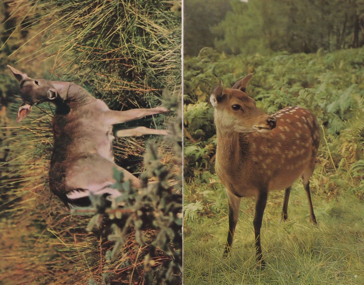 Sika & Fallow Deer In New Forest 2x 1970s Postcard s