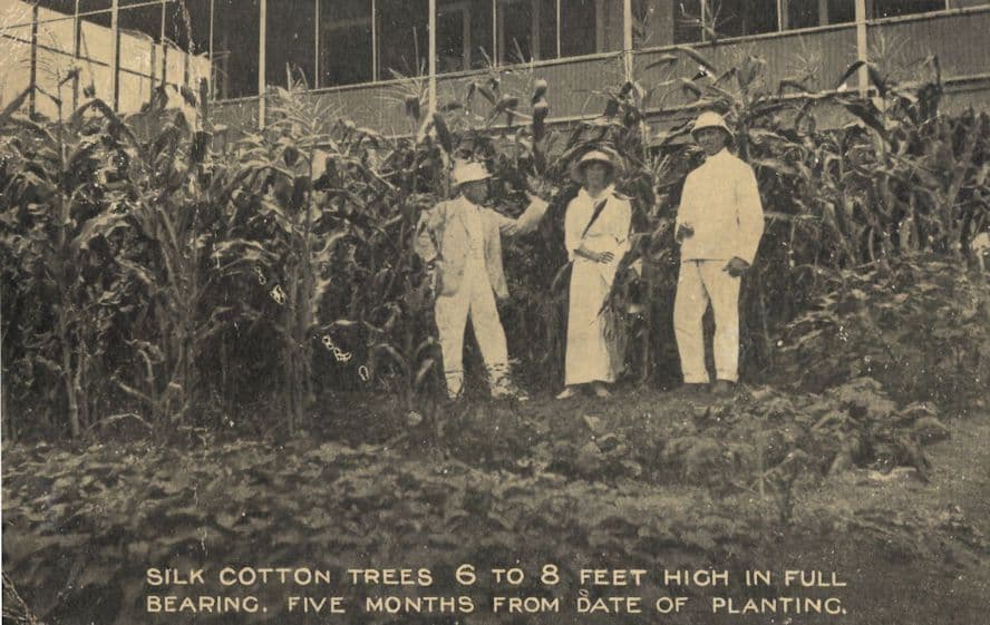 Silk Cotton Trees Plantation Workers Farming Bahamas Old Postcard