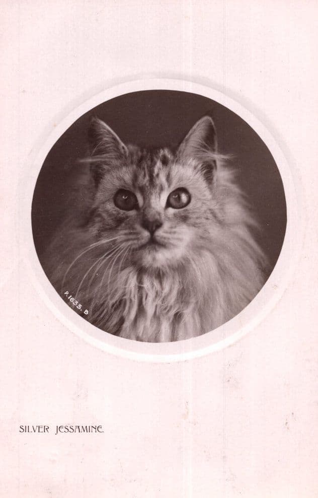 Silver Jessamine Antique Cat Real Photo Postcard