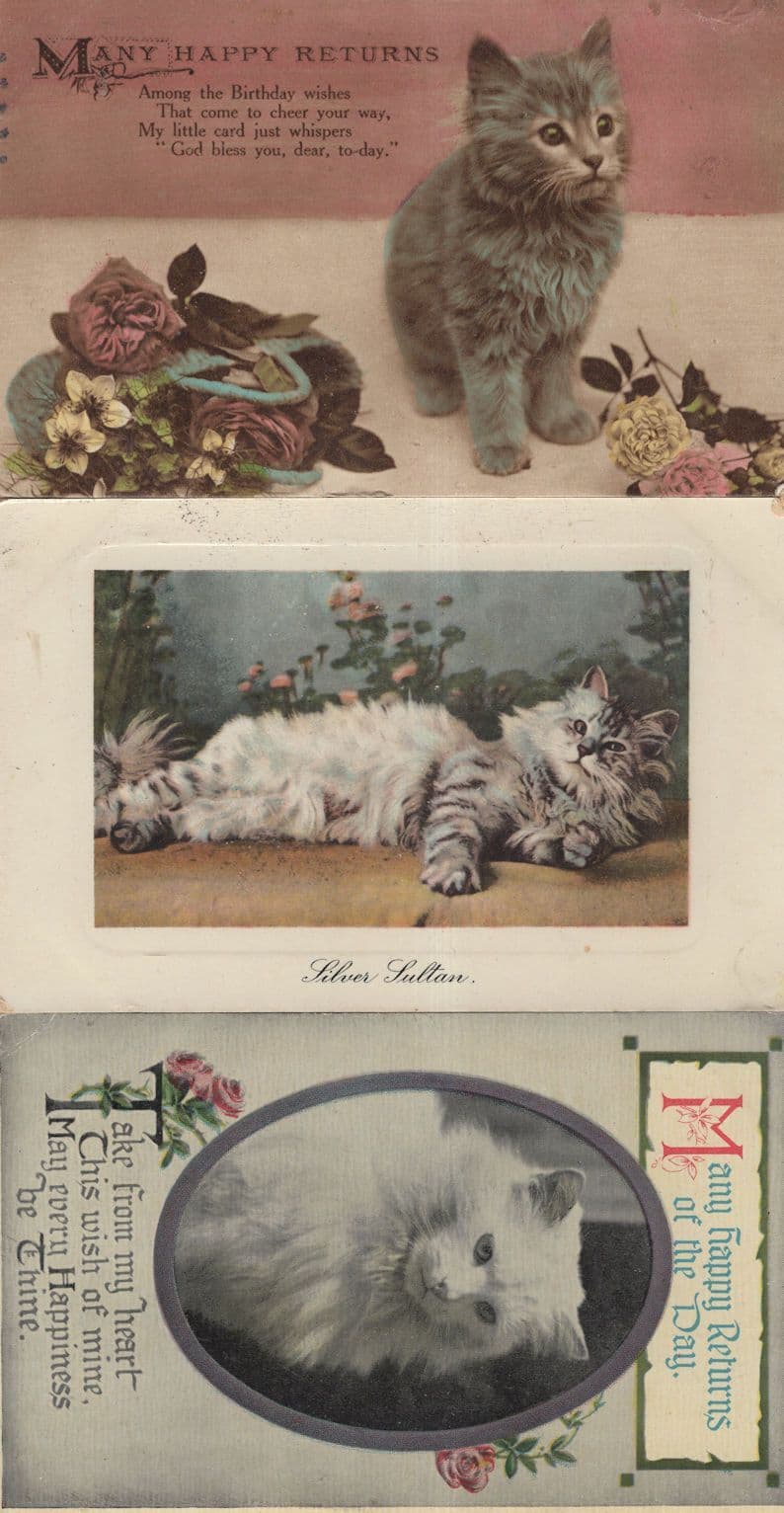Silver Sultan 3x Cat Greeting Postcard s