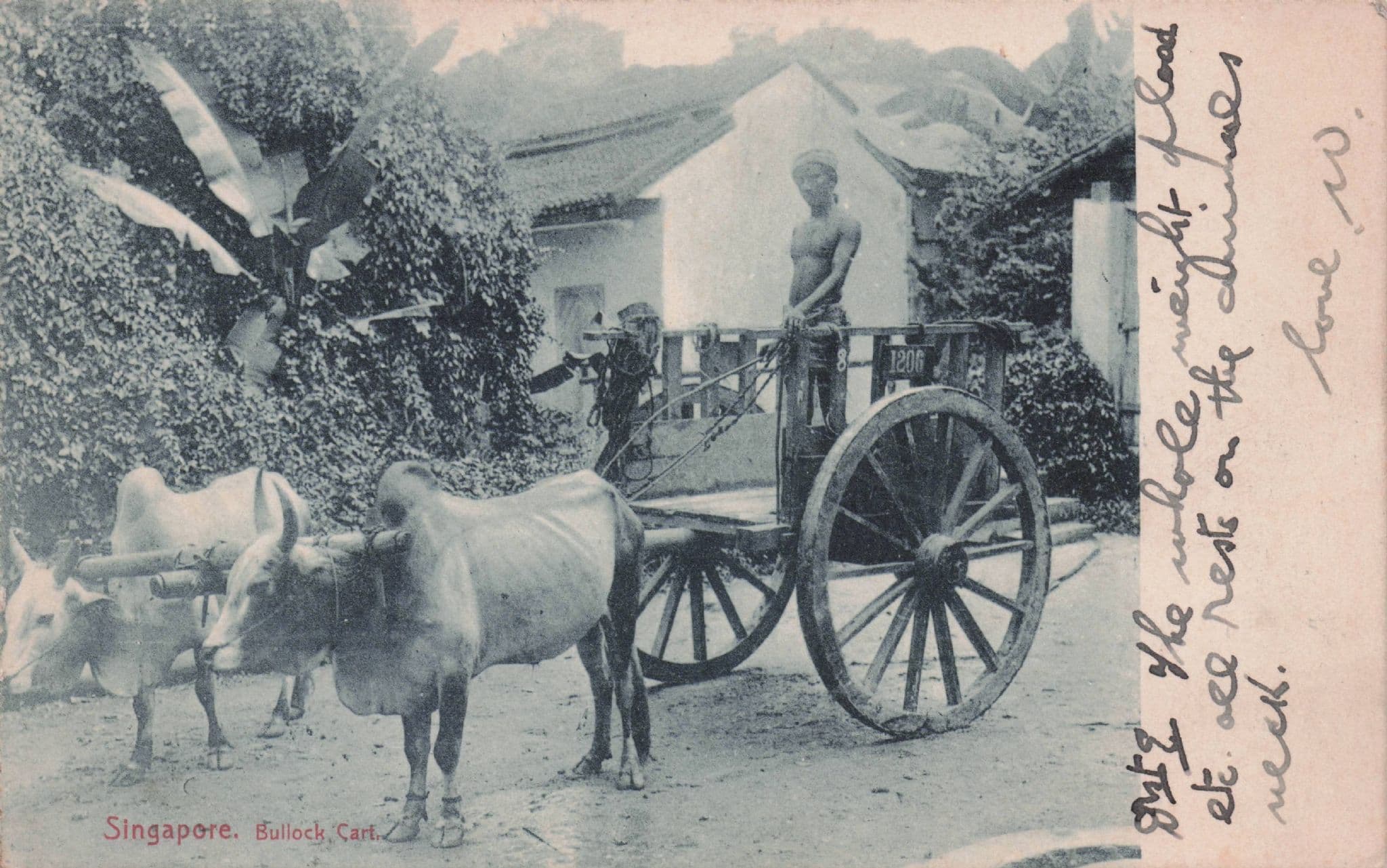 Singapore Bullock Cart & Strong Man Driver Old Postcard