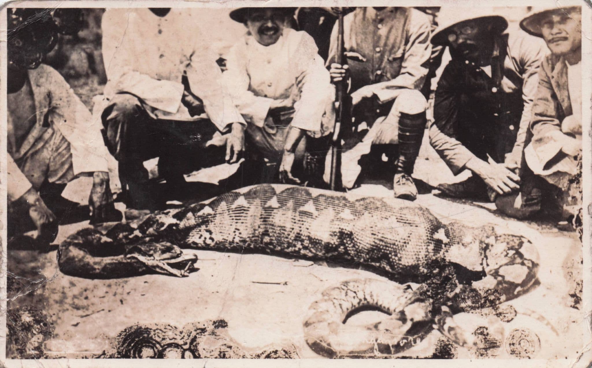 Singapore Snake Cut Open With Deer Inside Antique Hunting Worn Postcard