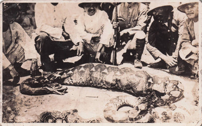 Singapore Snake Cut Open With Deer Inside Antique Hunting Worn Postcard