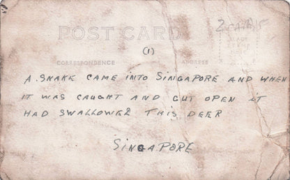 Singapore Snake Cut Open With Deer Inside Antique Hunting Worn Postcard