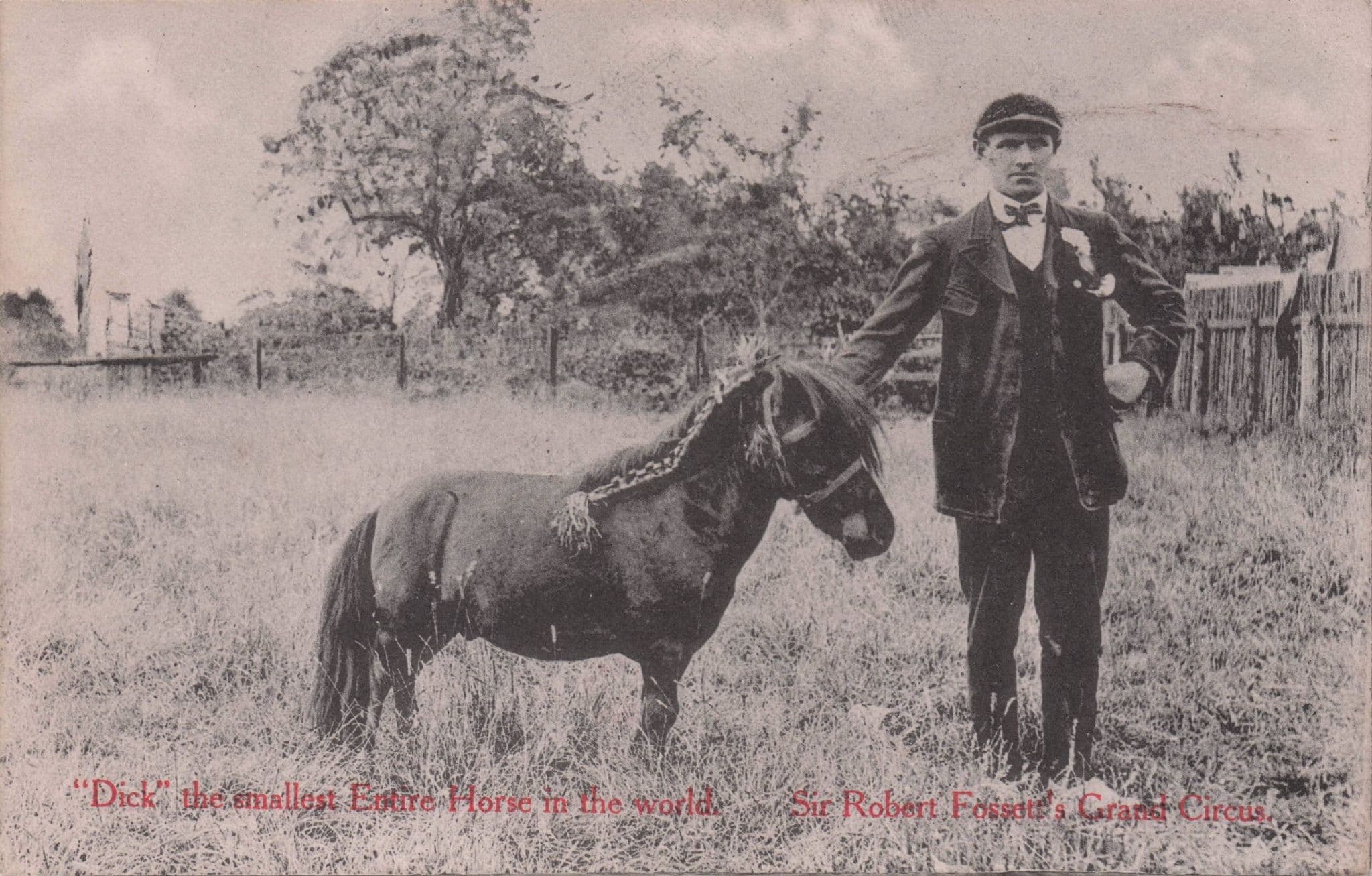 Sir Robert Fossetts Grand Circus Dick Smallest Entire Horse In World Old Postcard
