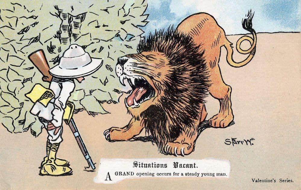 Situations Vacant Lion Safari Hunter Shooting Valentines Old Comic Postcard