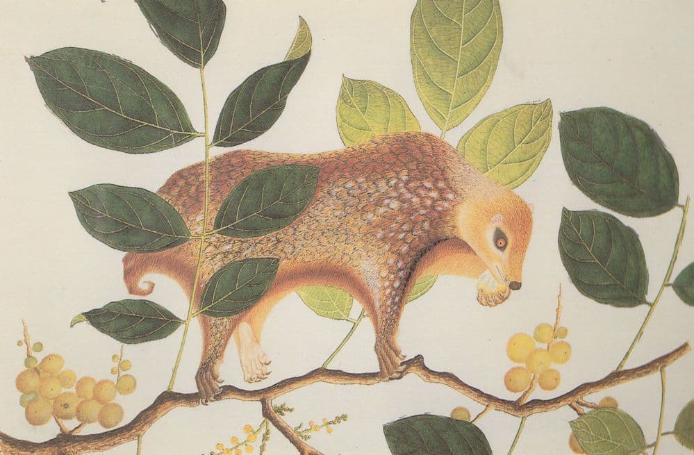 Sloth On A Branch British Library Painting Postcard