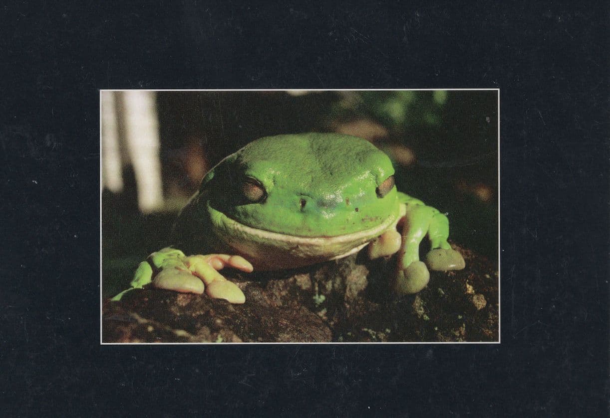Smiling Australian Green Tree Frog Postcard