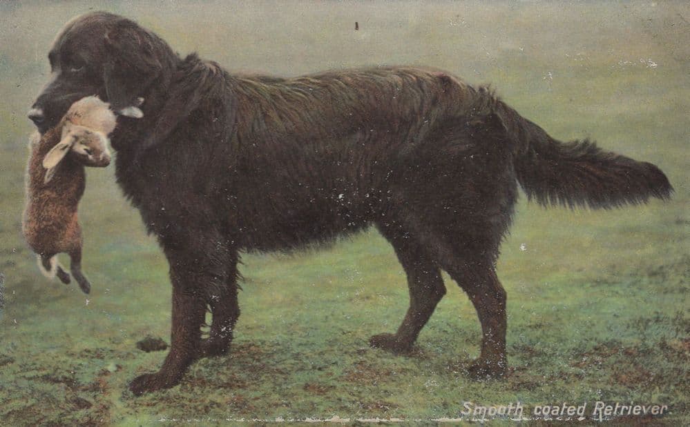 Smooth Coated Retriever Hunting Dog Eating Rabbit Old Postcard