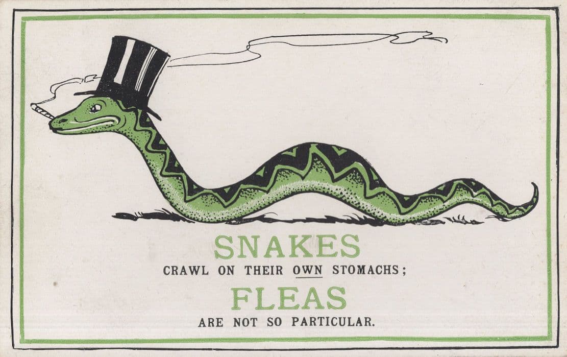 Snakes Crawling Fleas Insect Pests Comic Vintage Postcard