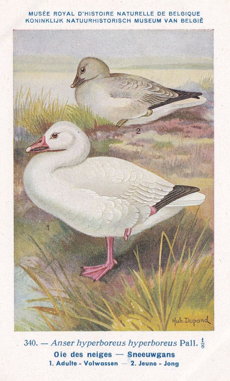Snow Goose Anser Hyperboreus Bird Antique Rare Postcard