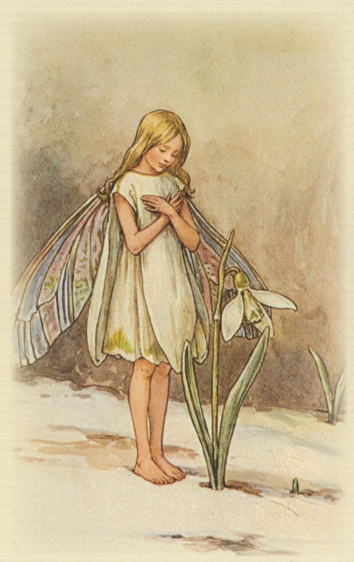 Snowdrop Fairy Of Antique Flower Fairies Book Stunning Postcard