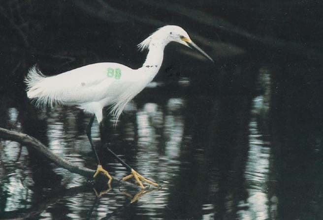 Snowy Egret Rare Bird Postcard