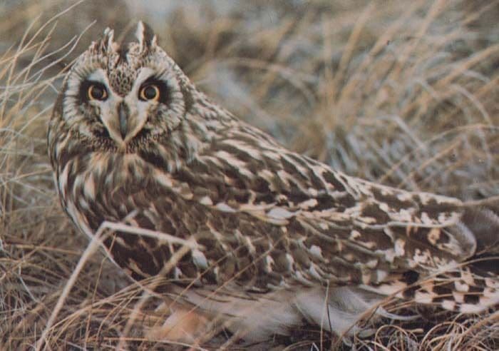 Snowy European Short Eared Eagle Owl 3x Owls Postcard s