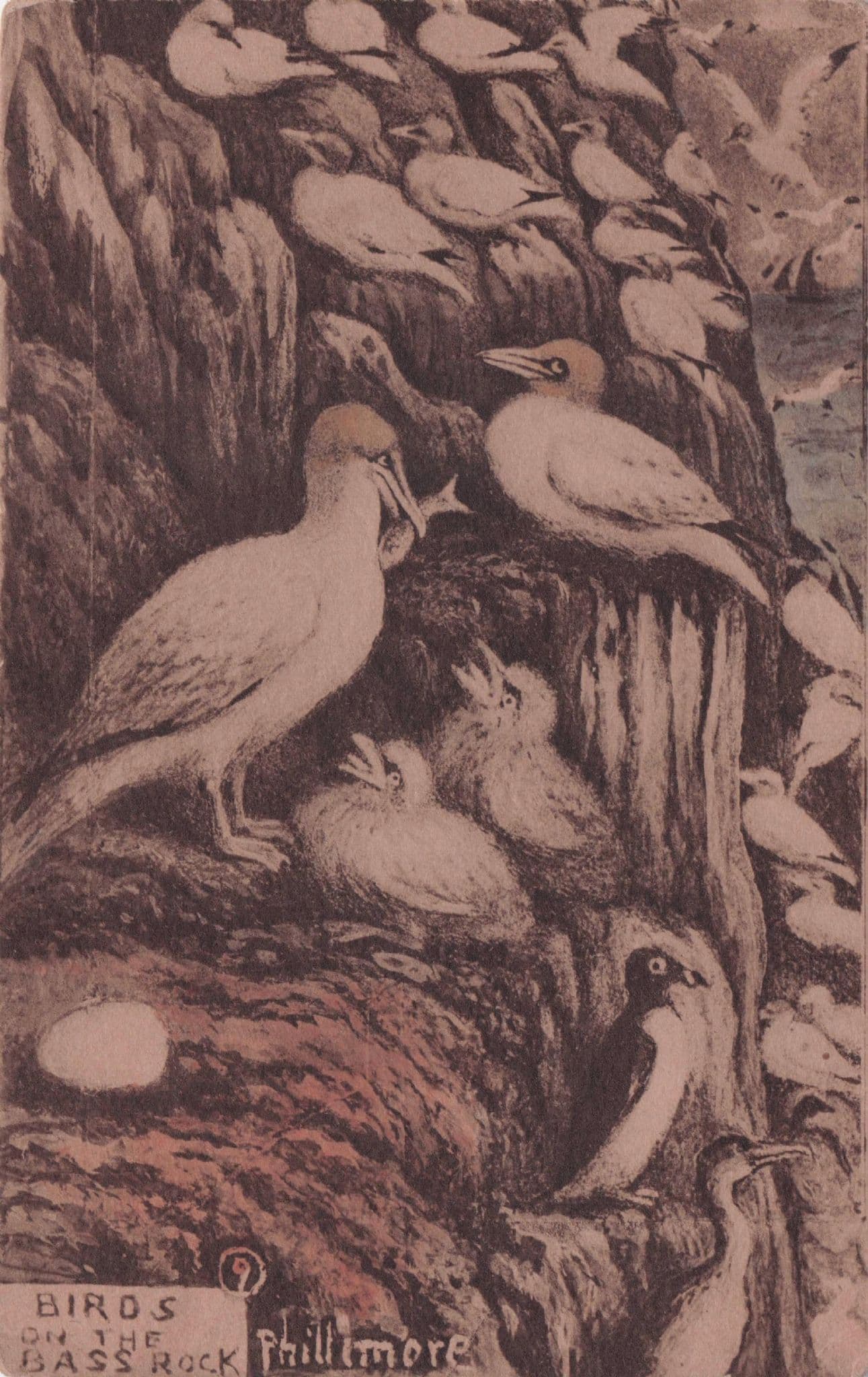Solan Geese Birds On Bass Rock North Berwick Old RP Phillimore Postcard