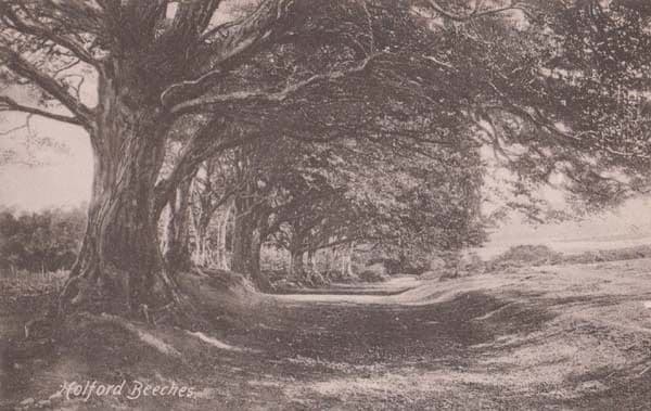 Somerset Holford Beeches Antique Postcard
