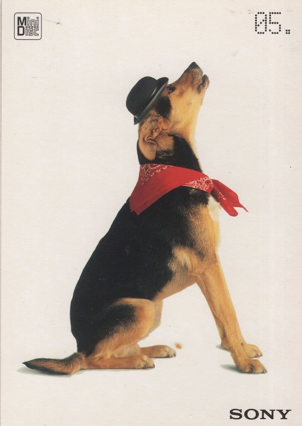 Sony Music Advertising Like HMV Modern Dog Postcard