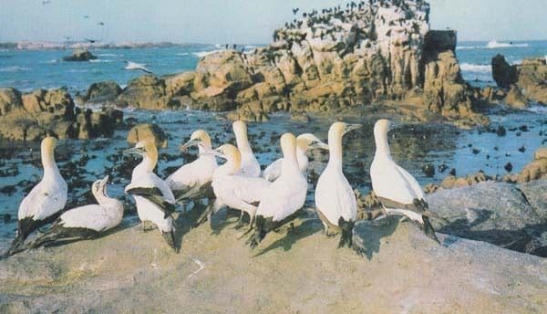 South African Bird Zoo Sanctuary Africa Rare Birds Photo Postcard