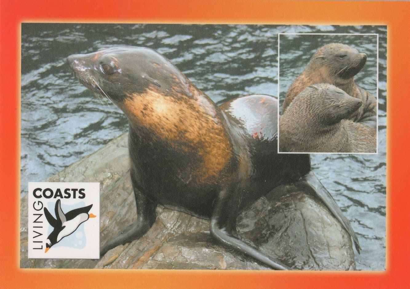 South American Fur Seal Sealife Mating Seals Breeding Postcard