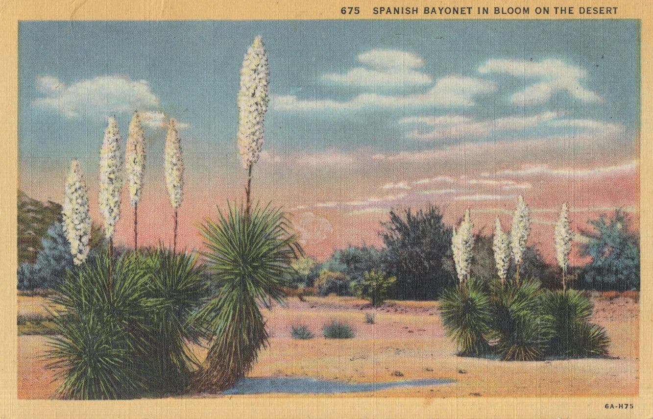 Spanish Bayonet In Bloom Desert Flowering Plants Linen USA Postcard