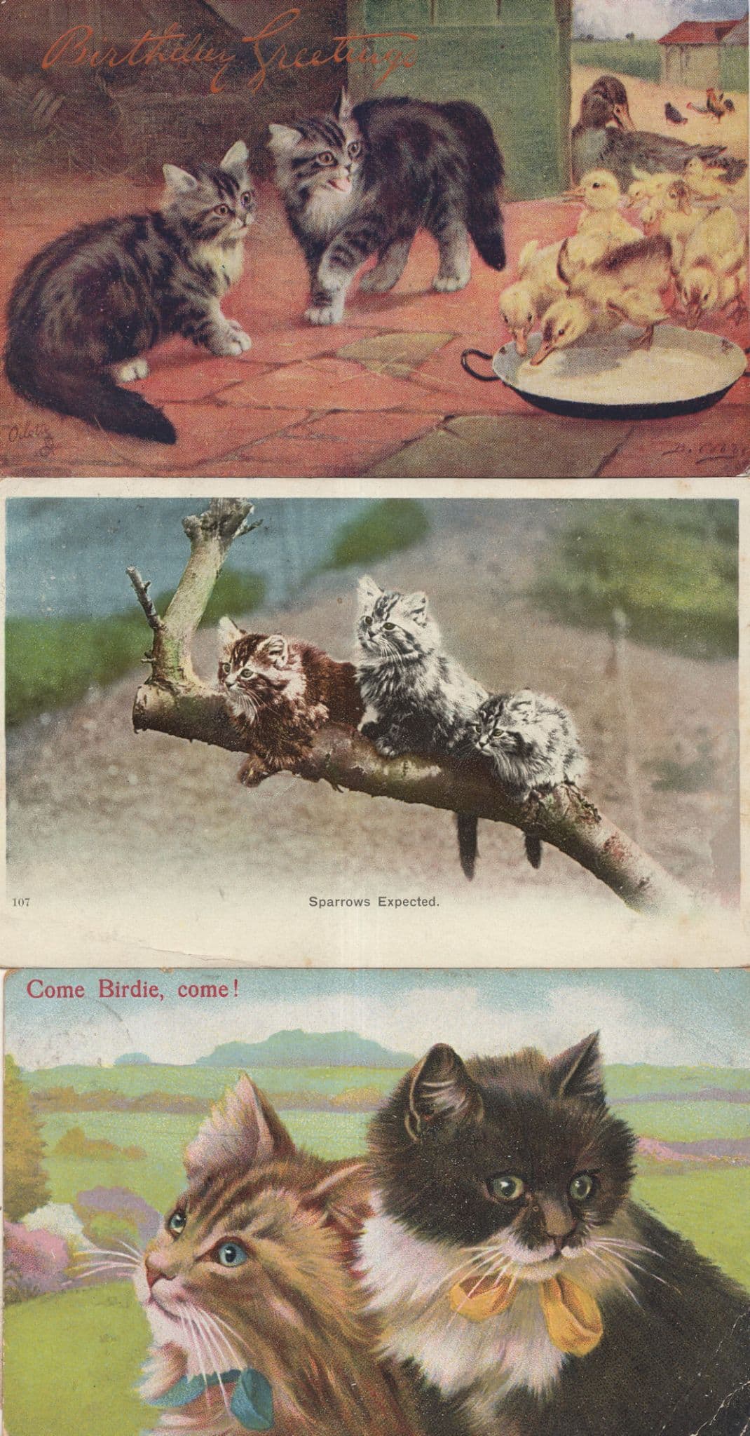 Sparrows Expected Come Birdie Come Farm Cat Chicks 3x Cats Postcard s