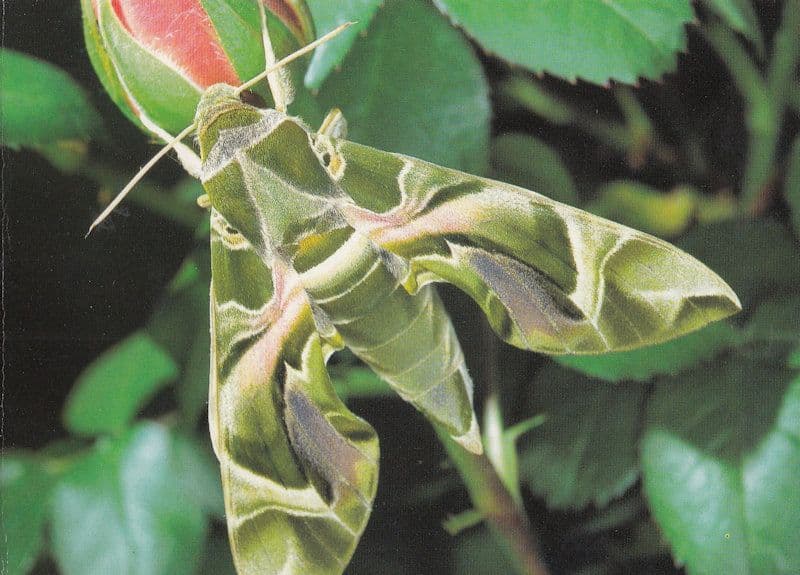 Sphinx Ligustri Butterfly Butterflies Postcard