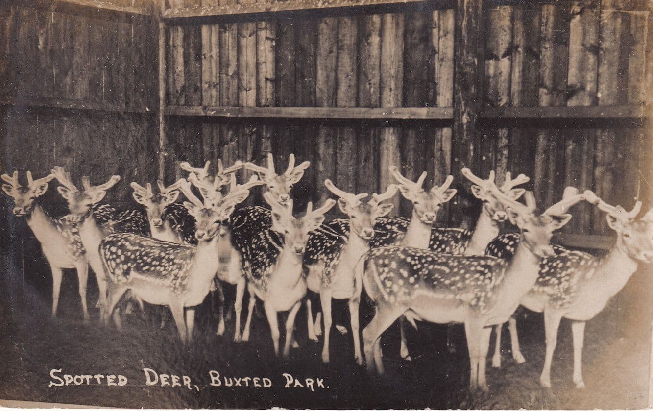 Spotted Deer Buxted Uckfield Old Real Photo Postcard
