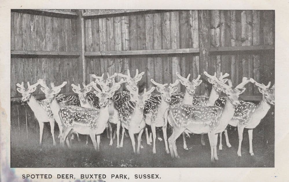 Spotted Deer in Buxted Park Sussex Postcard