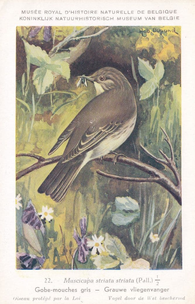 Spotted Flycatcher Muscicapa Striata WW2 Bird Rare Postcard