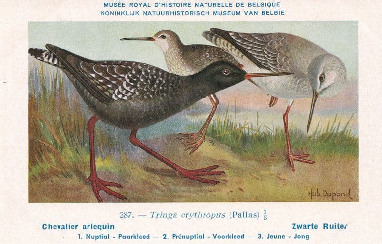 Spotted Redshank Tringa Erythropus Bird Antique Rare Postcard